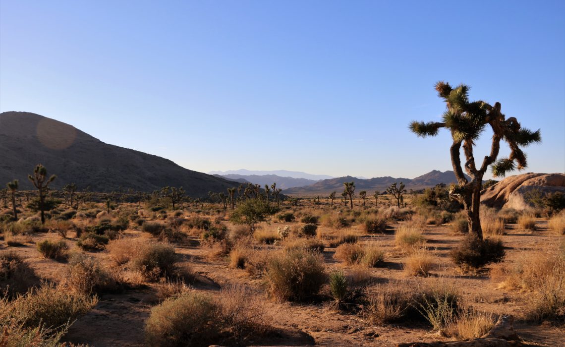 National parks near Los Angeles, Things to do in Joshua Tree www.roadsanddestinations.com