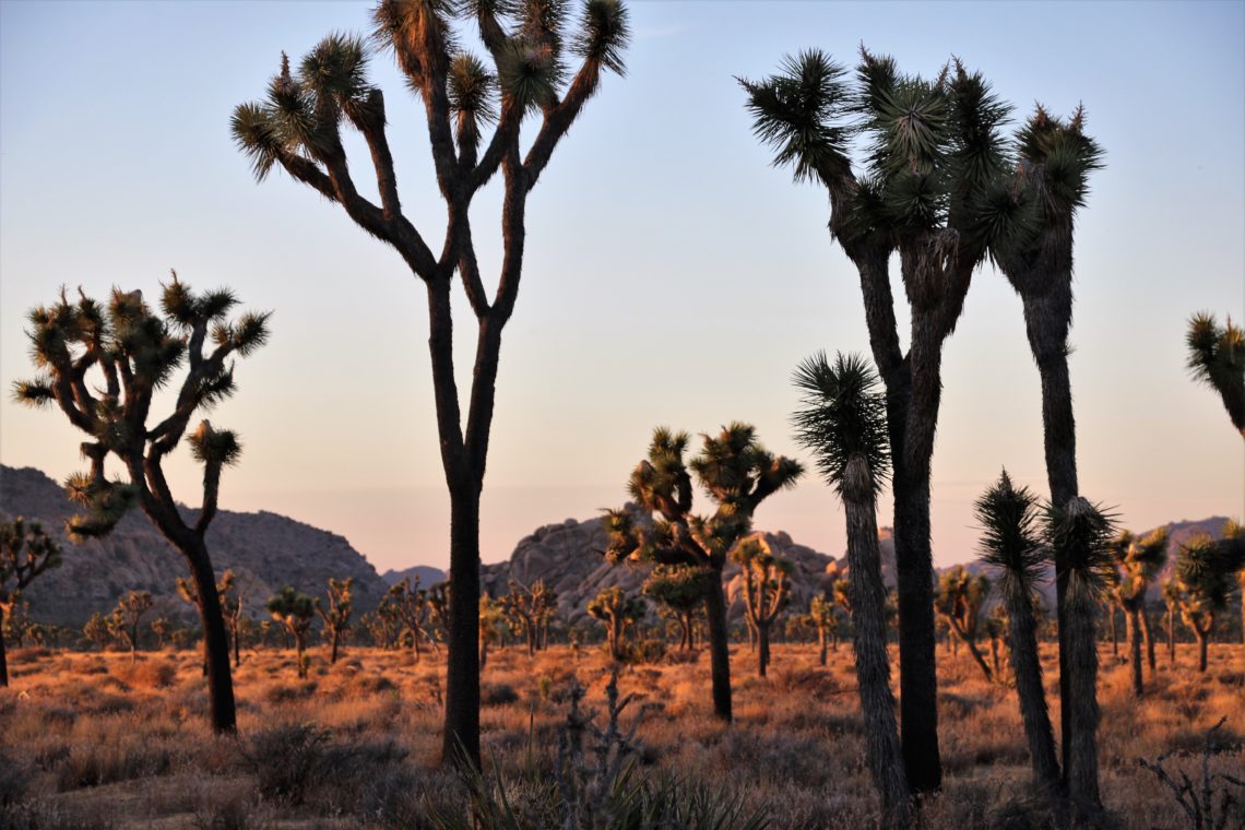 Joshua Tree National Park - Roads and Destinations, roadsanddestinations.com