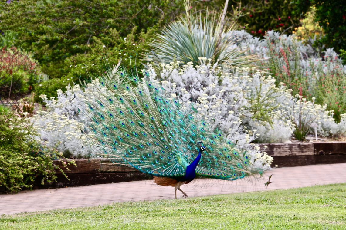 Peacocks in the Los Angeles County Arboretum | Roads and Destinations