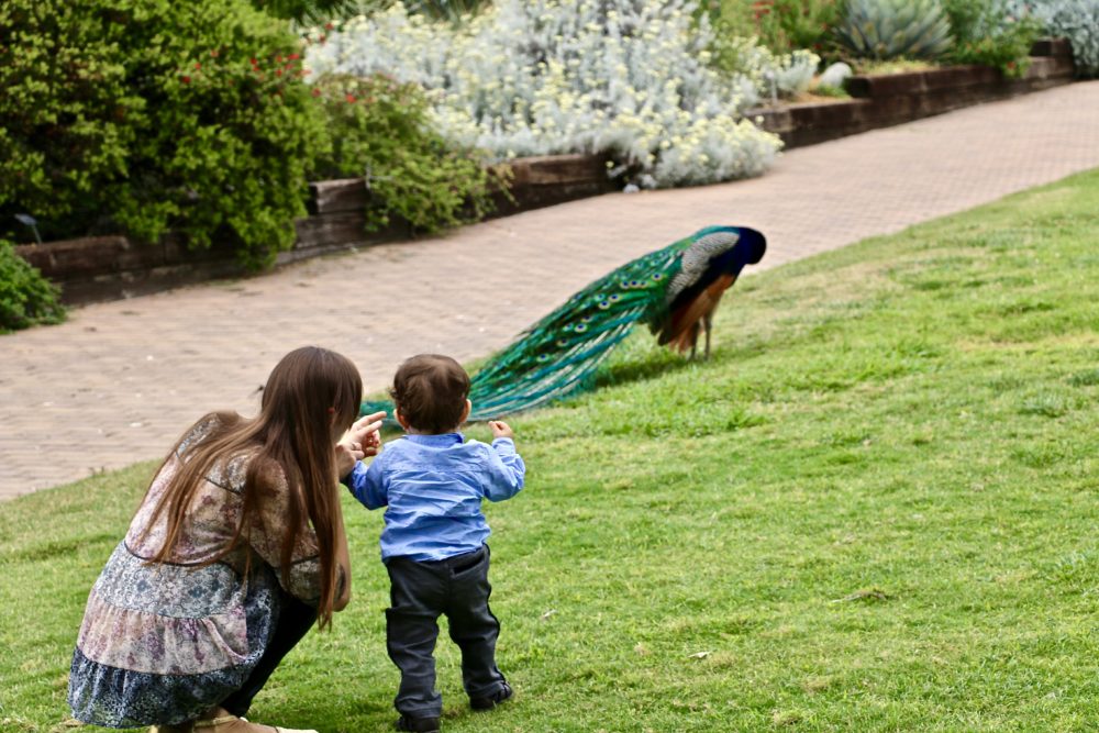 Peacocks at the Los Angeles County Arboretum | Roads and Destination