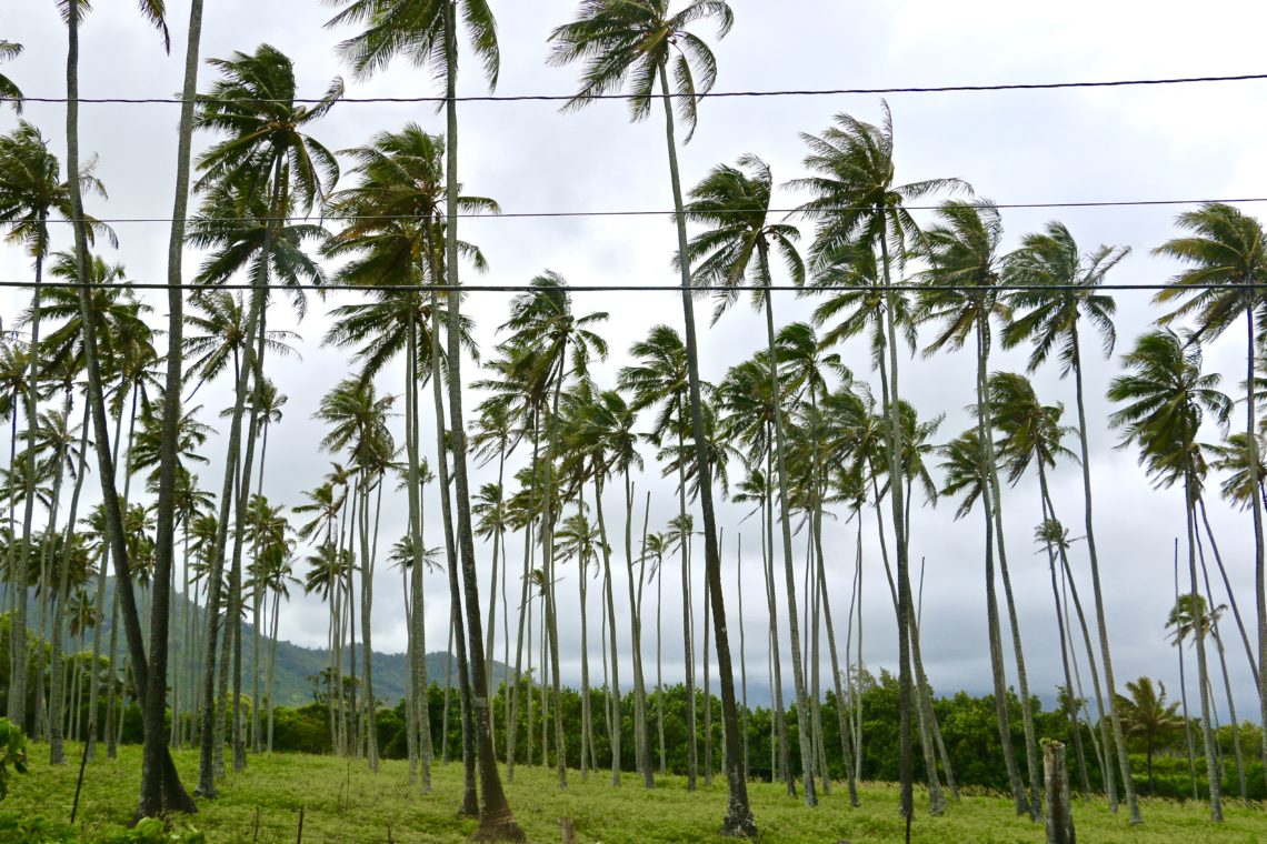 Coconut Trees in Kapaa | Roads and Destinations