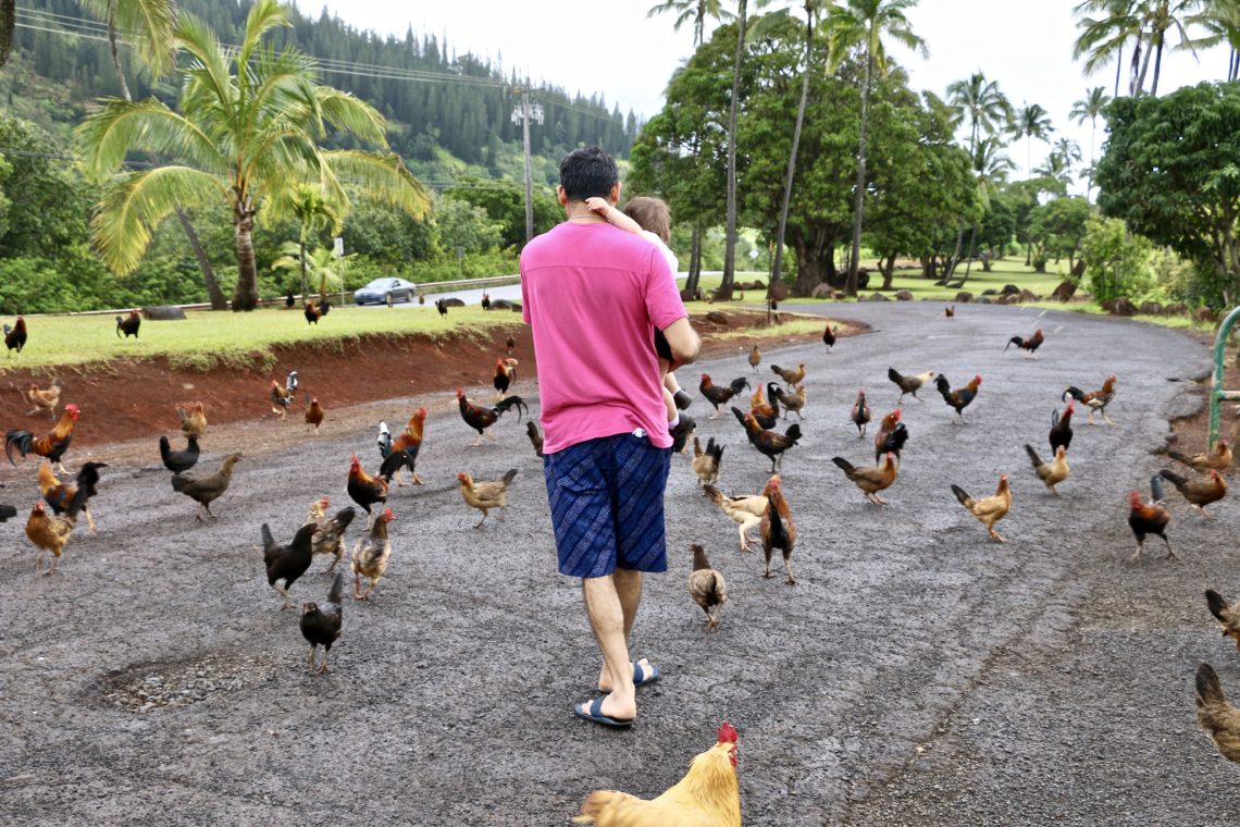 Wild chicken in Hawaii | Roads and Destinations