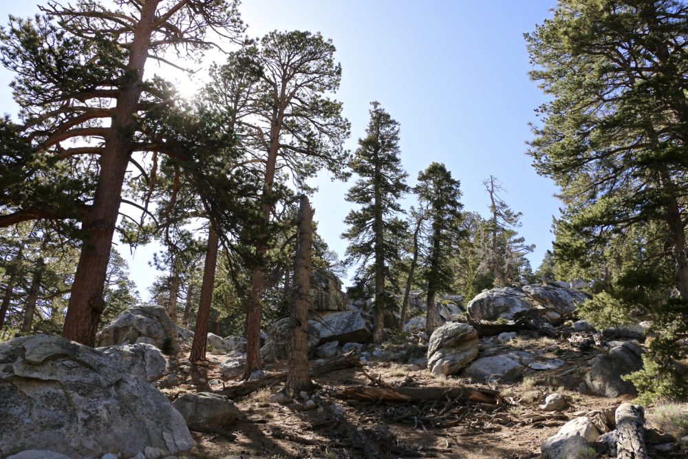 Mount San Jacinto State Park, California - Roads and Destinations