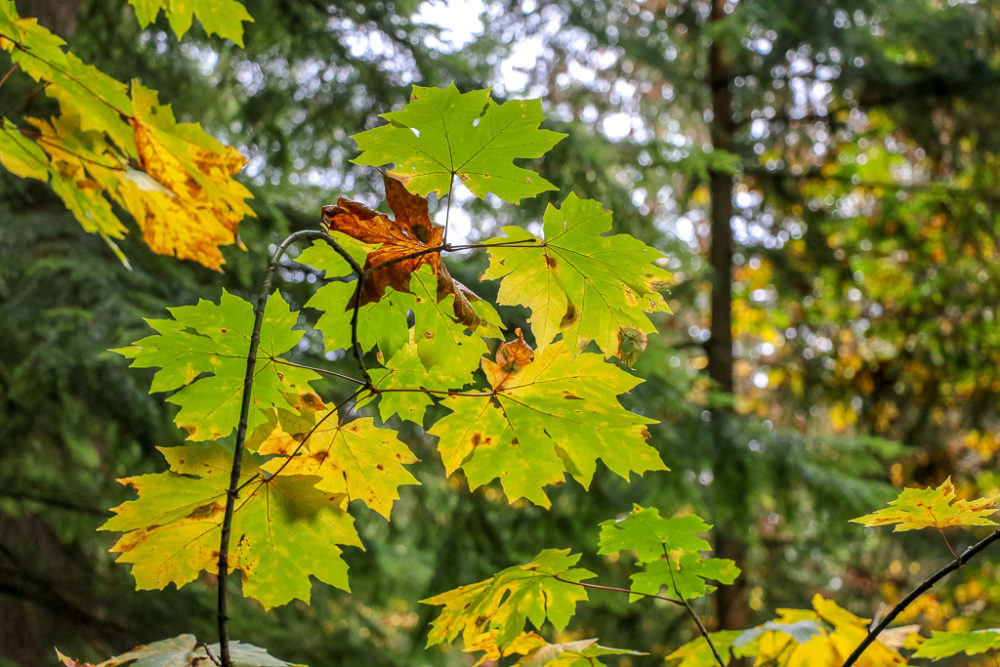 Fall Colors at Capilano Suspension Bridge Park