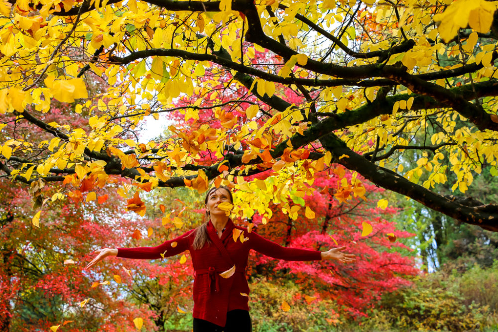 Glorious Fall Colors of Queen Elizabeth Park, Places not to miss in Vancouver, Canada - Roads and Destinations