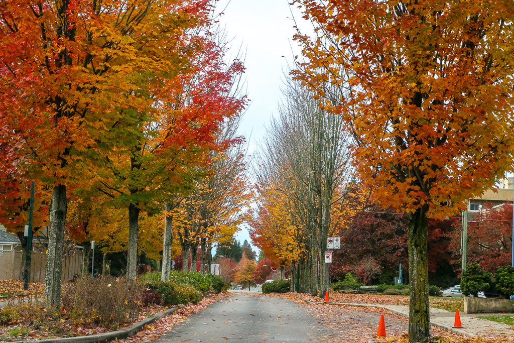 Suburbs of Vancouver in Fall - Roads and Destinations