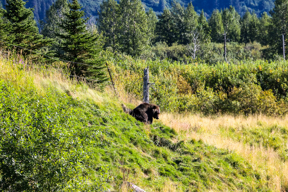 Brown bear at the Alaska Wildlife Conservation Center - Roads and Destinations 