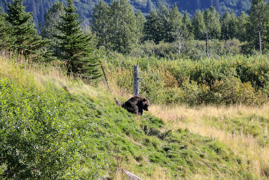 Flora and Fauna of Alaska