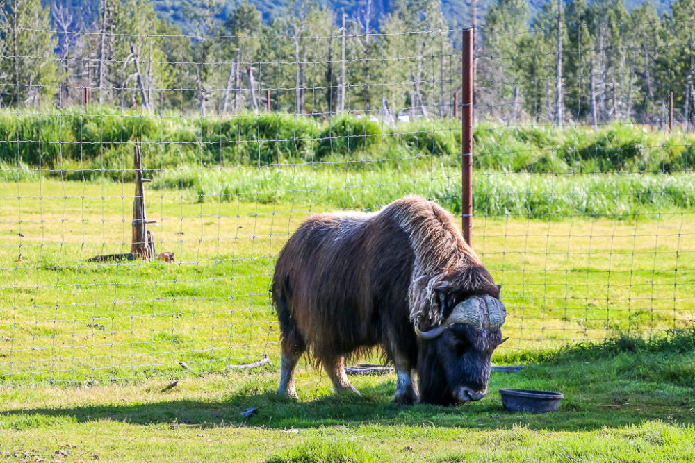 Muskox at the Alaska Wildlife Conservation Center - Roads and Destinations
