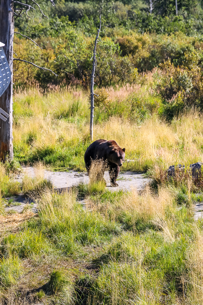 Bear at the Alaska Wildlife Conservation Center - Roads and Destinations