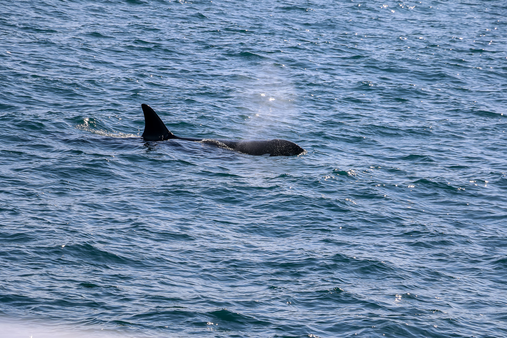 Orcas in Resurrection Bay - Roads and Destinations, roadsanddestinations.com