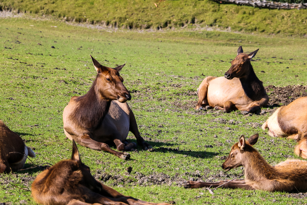Permanent residents of the Alaska Wildlife Conservation Center