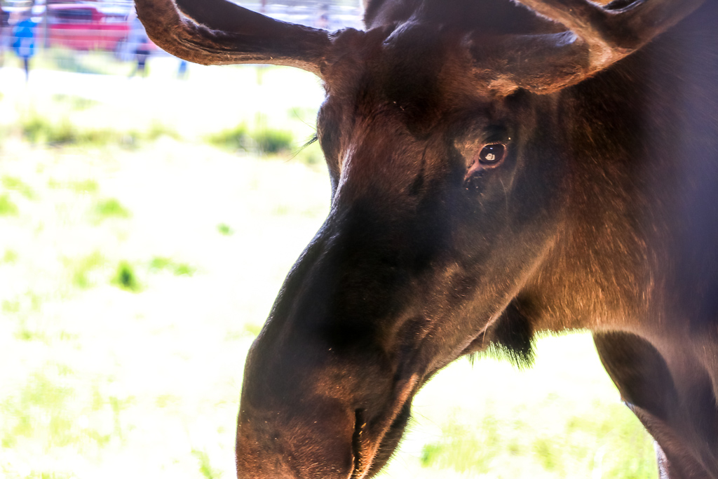 Reindeer