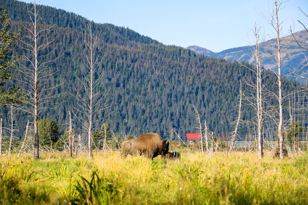 Wood bisons at the Alaska Wildlife Conservation Center - Roads and Destinations