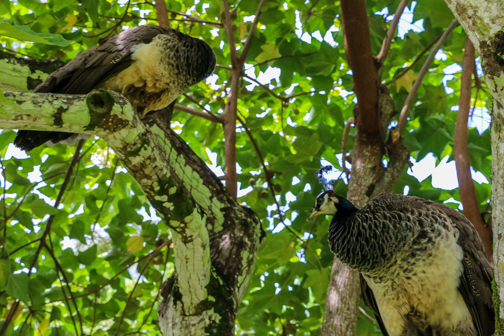 Permanent residents of the village