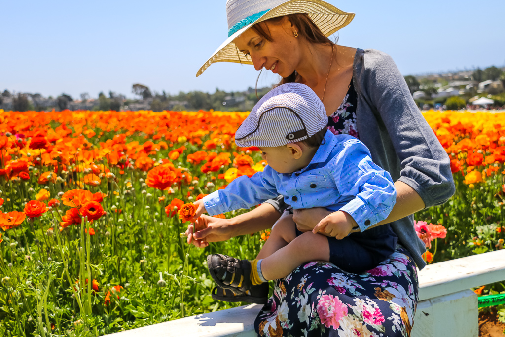 he Flower Fields in Carlsbad as a part of our traveling locally and abroad plan