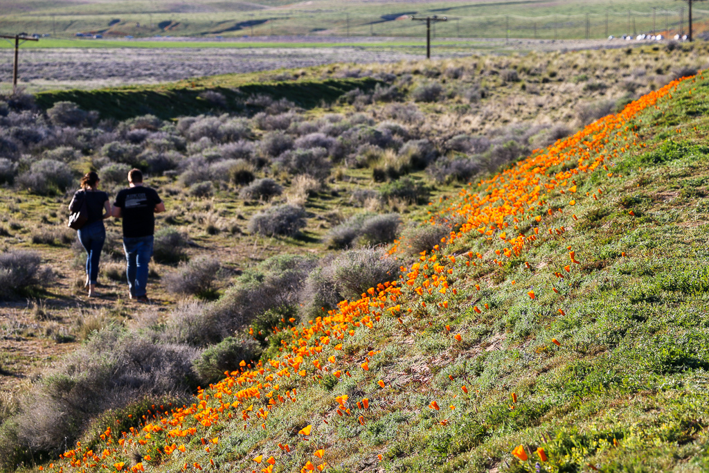 Wildflowers in California, Roads and Destinations, roadsanddestinations.com