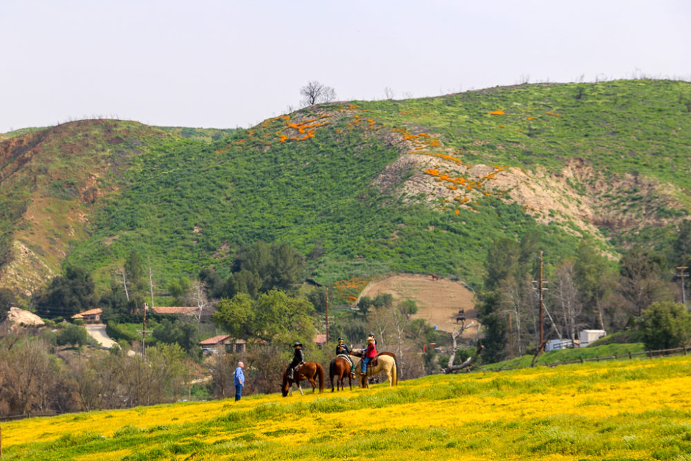 California Super Bloom, roadsanddestinations.com