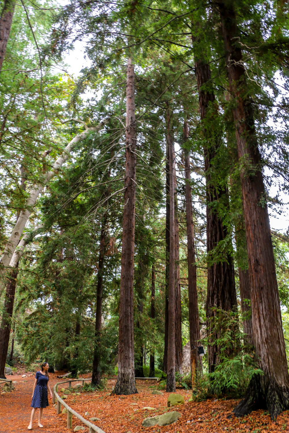 Santa Barbara Botanic Garden Is Nothing Short Of A National Park