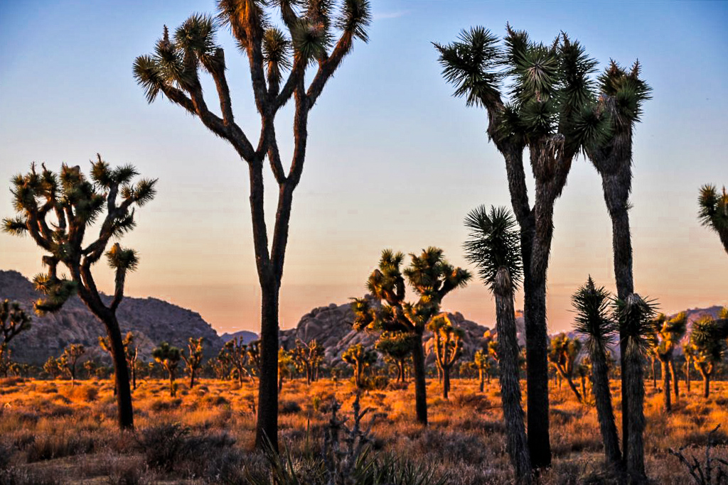 National Parks Perfect for a Day Trip from Los Angeles; roadsanddestinations.com