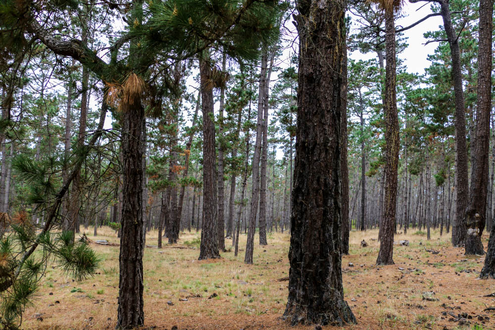 20 Pictures to Inspire You to Visit 17-Mile Drive roadsanddestinations.com