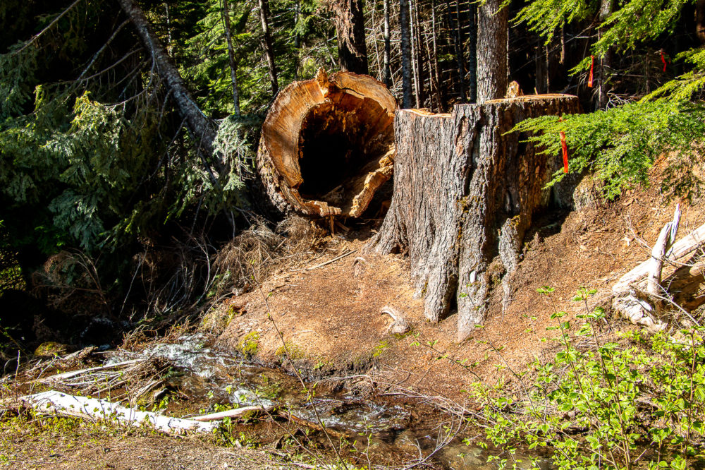 Hiking in Mount Rainier National Park | Roads and Destinations