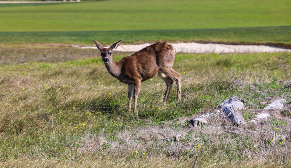 Visit 17-Mile Drive- roadsanddestinations.com