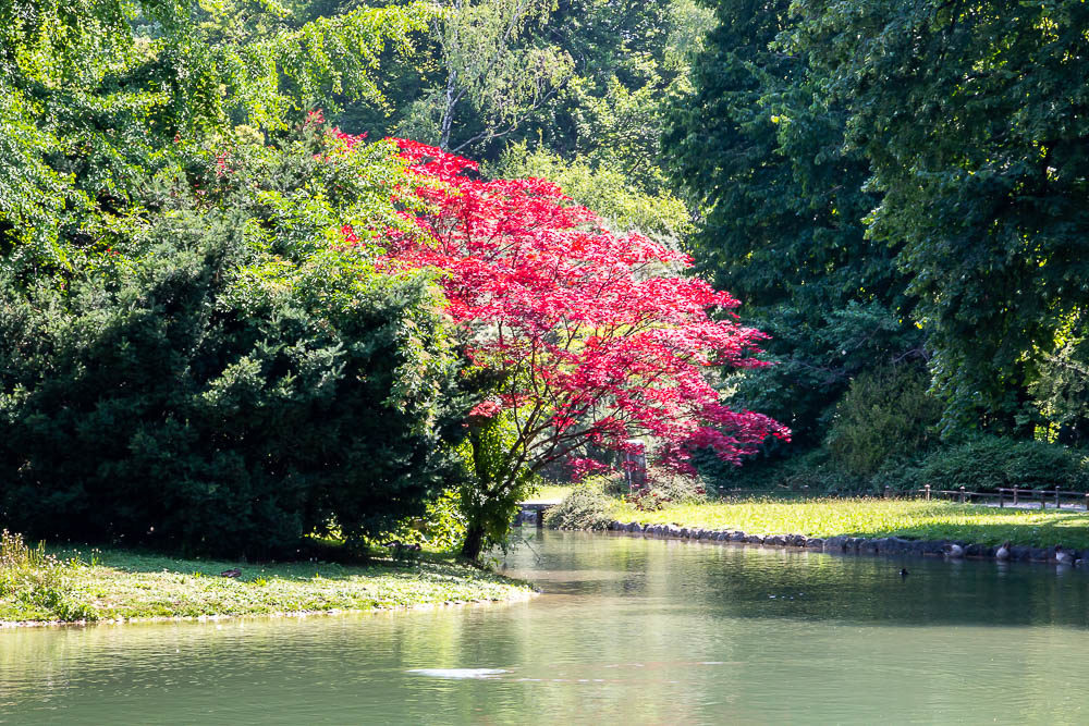 Forest bathing in the Japanese Garden, Munich - Roads and Destinations