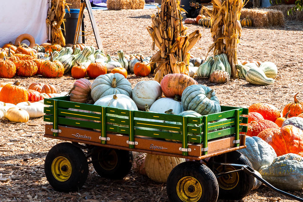 The prettiest pumpkin patches in Los Angeles - Roads and Destinations