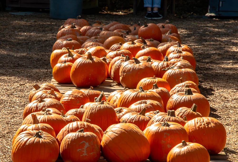 The prettiest pumpkin patches in Los Angeles - Roads and Destinations