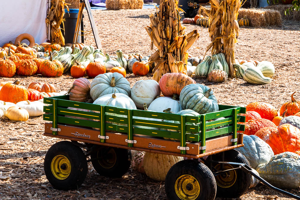 The prettiest pumpkin patches in Los Angeles, roadsanddestinations.com