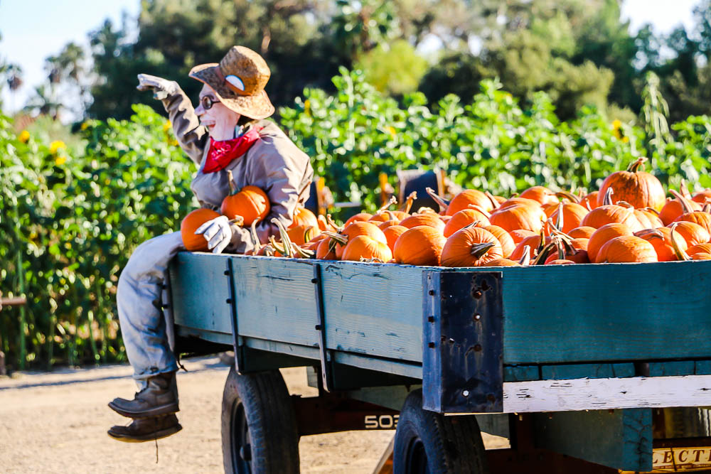 The prettiest pumpkin patches in Los Angeles - Roads and Destinations, roadsanddestinations.com