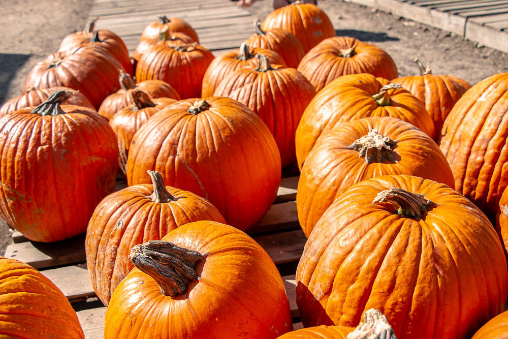 The prettiest pumpkin patches in Los Angeles_ roadsanddestinations.com