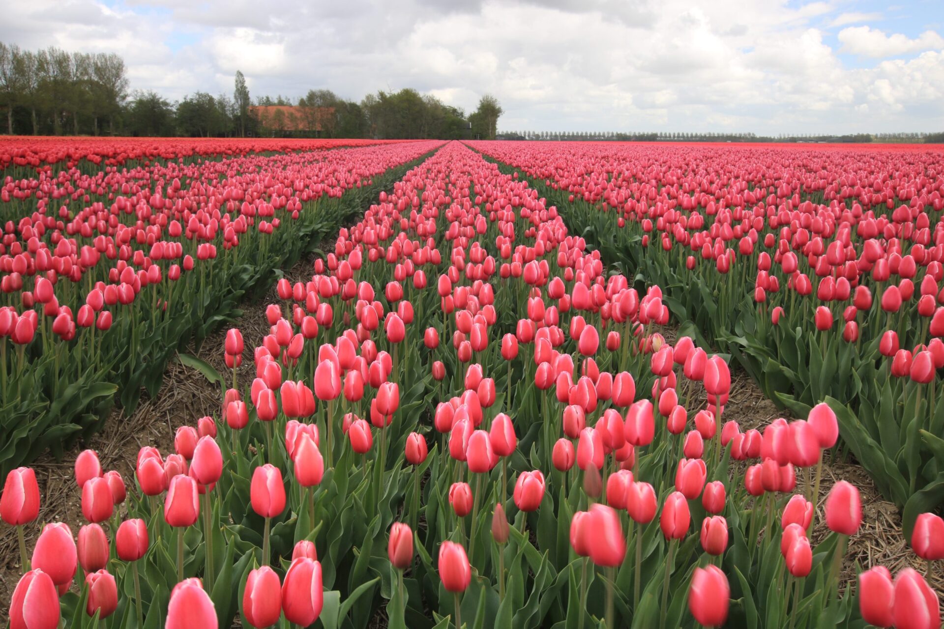 Top Day Trips from Amsterdam to Immerse into Dutch Culture, www.roadsanddestinations.com