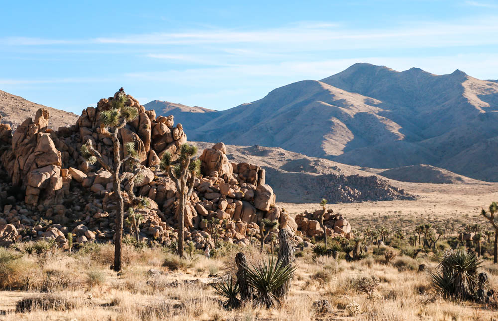 Things to Do in Joshua Tree National Park - Roads and Destinations