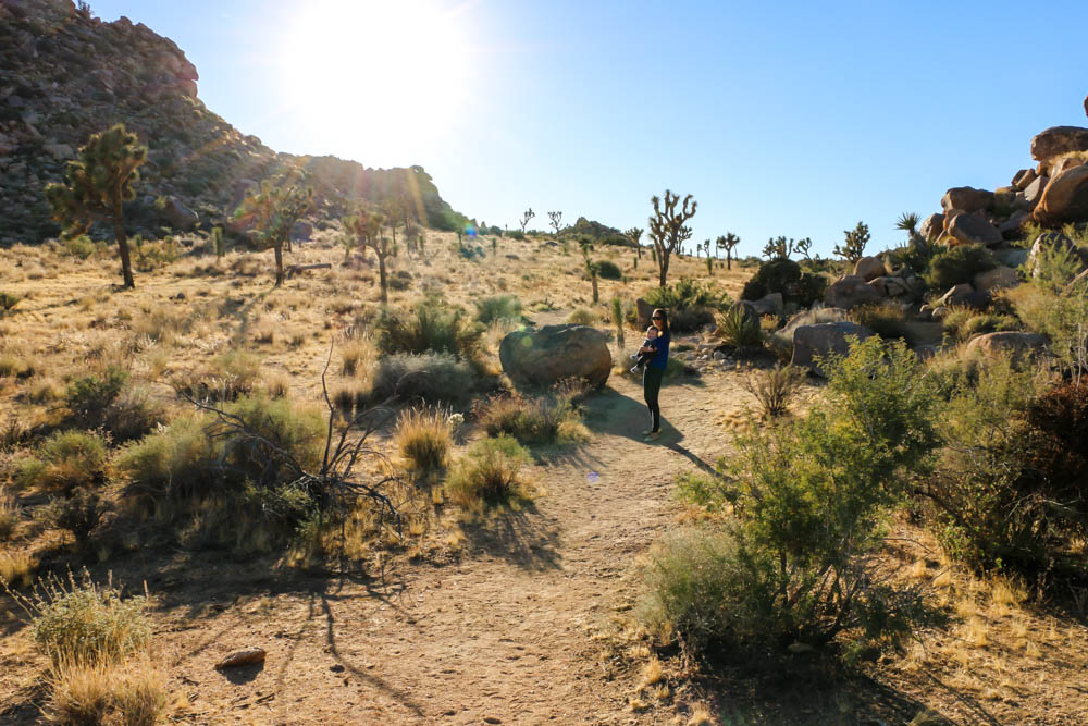 Things to Do in Joshua Tree National Park - Roads and Destinations