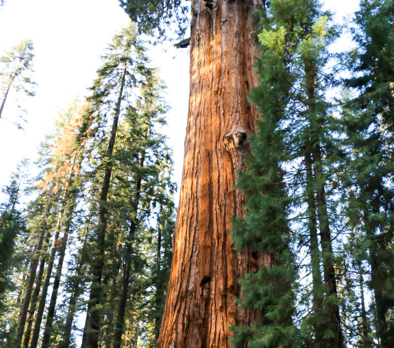 Visit Sequoia National Park, www.roadsanddestinations.com