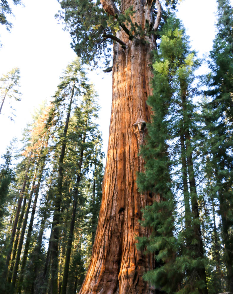 Visit Sequoia National Park, www.roadsanddestinations.com