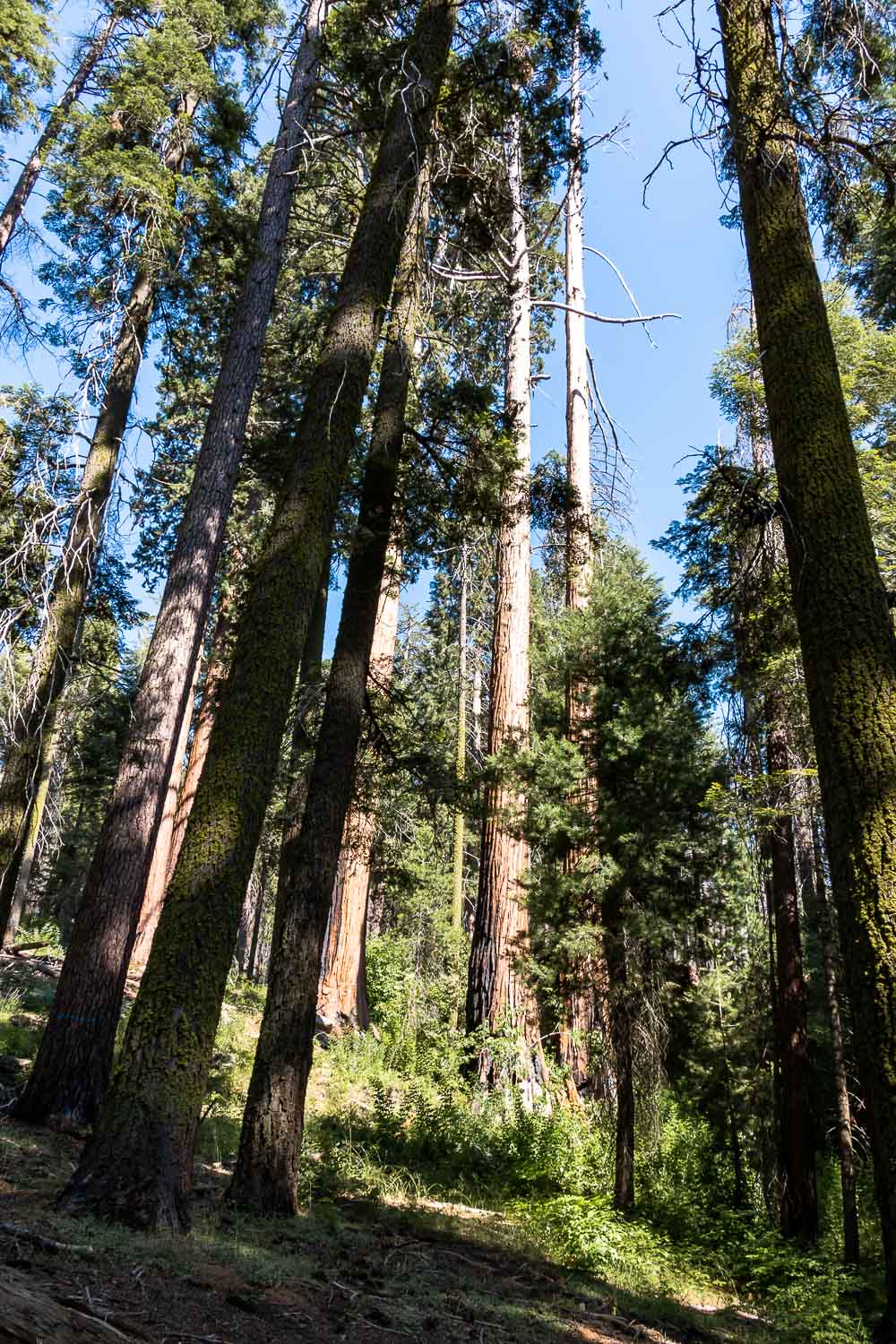 Hiking Moro Rock, 2 Days in Sequoia National Park - Roads and Destinations