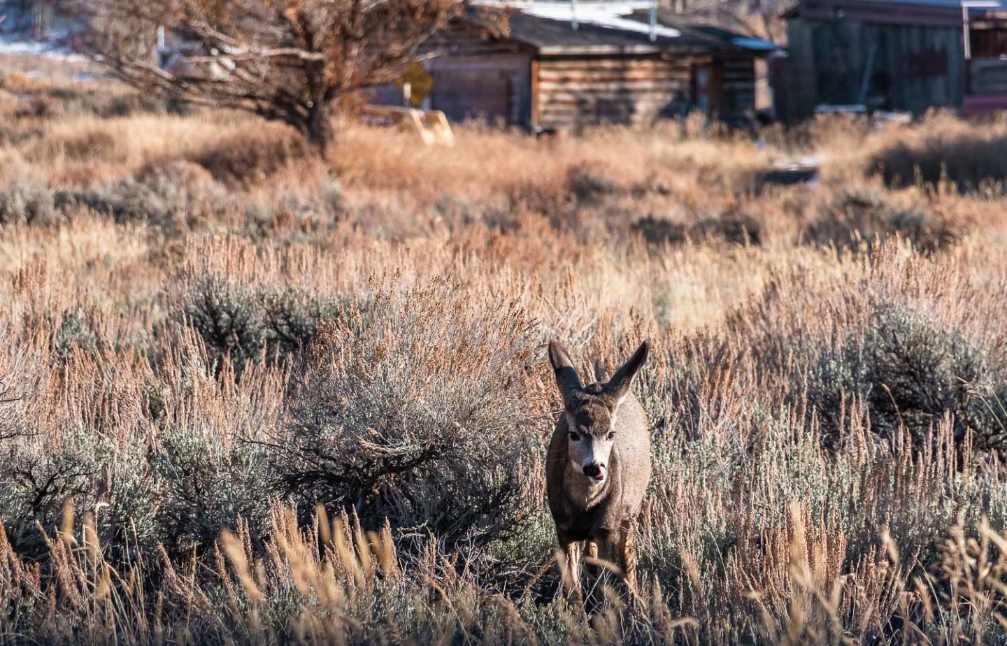 One Day in Grand Teton National Park - Roads and Destinations _ roadsanddestinations.com