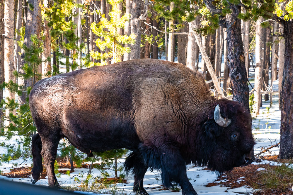 Bison - Roads and Destinations