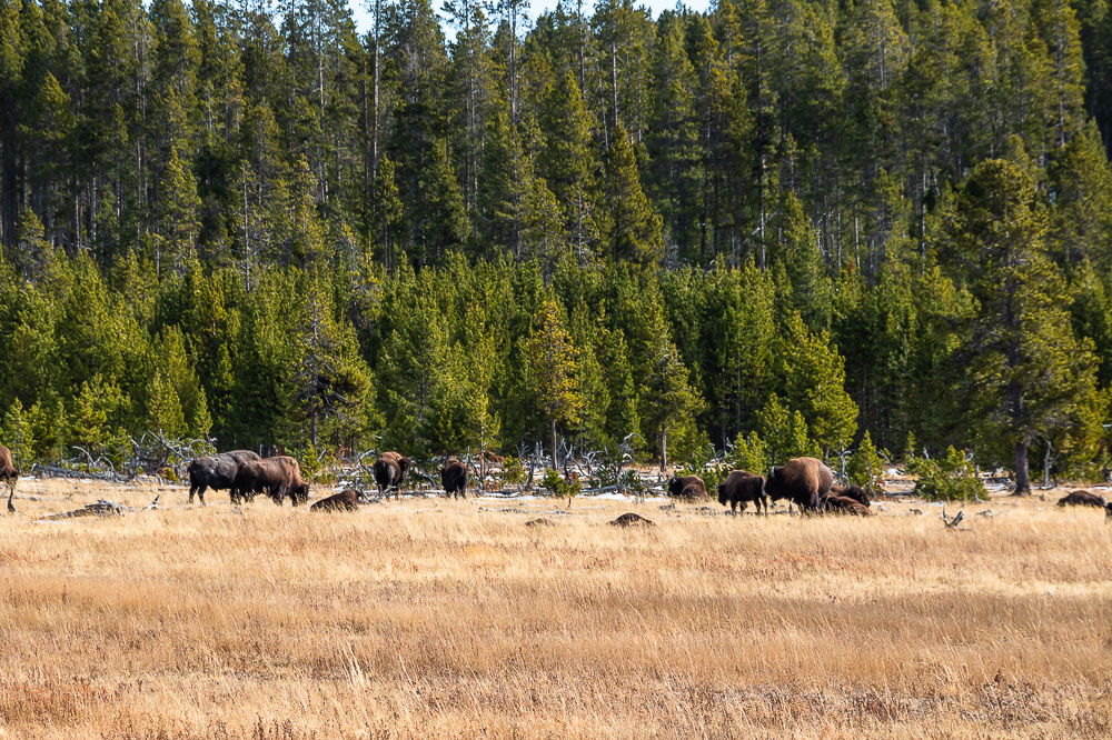 Things You didn’t Know About Yellowstone - Roads and Destinations