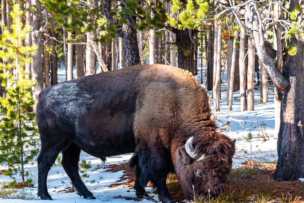 Wildlife in Wyoming - Roads and Destinations