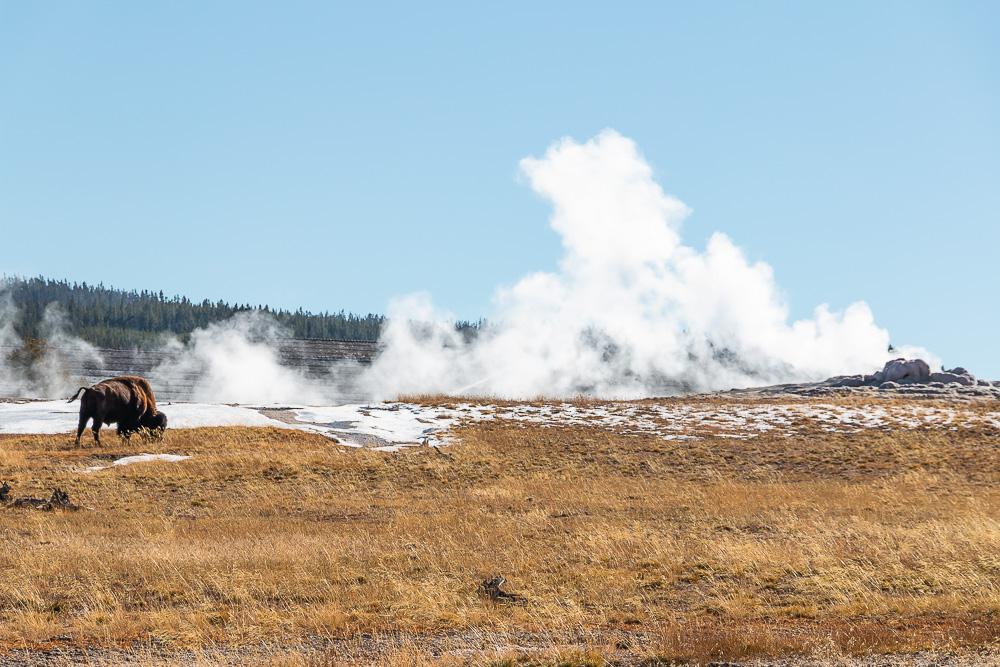 Bison in Wyoming - Roads and Destinations