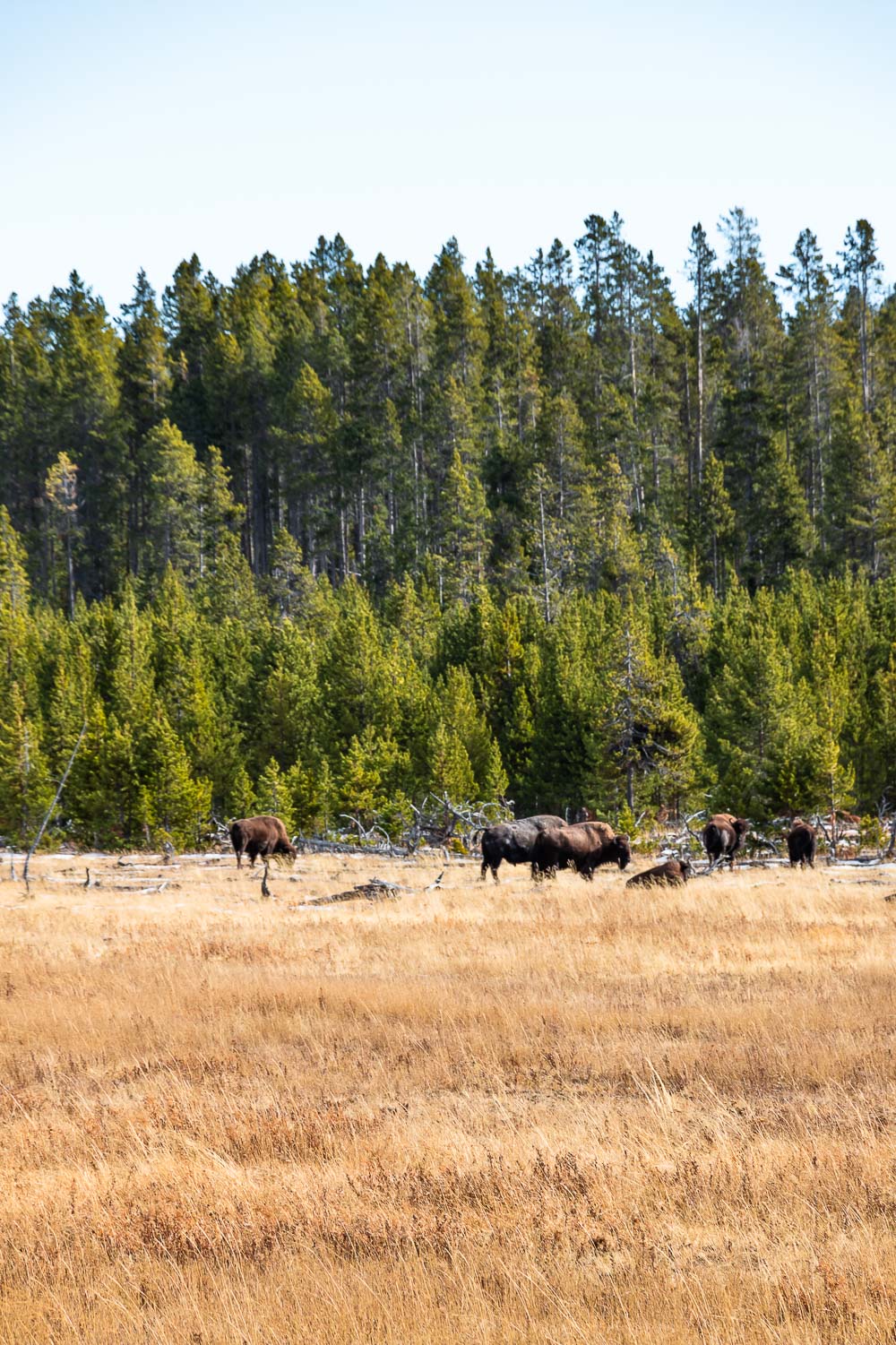 9 Things You didn’t Know About Yellowstone - Roads and Destinations