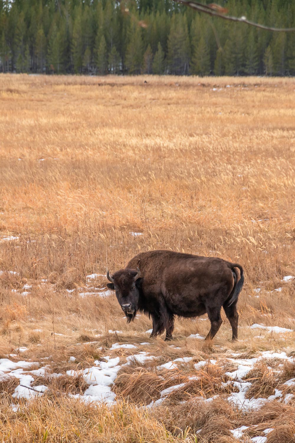 Bison - Roads and Destinations roadsanddestinations.com