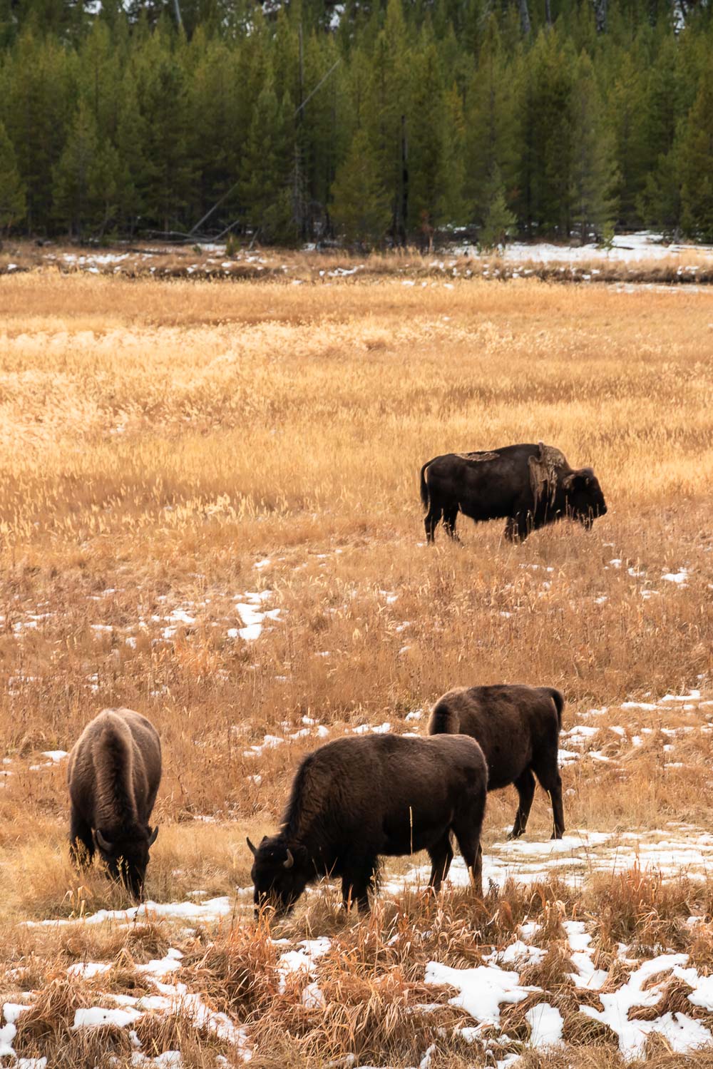 First visit to Yellowstone - Roads and Destinations roadsanddestinations.com