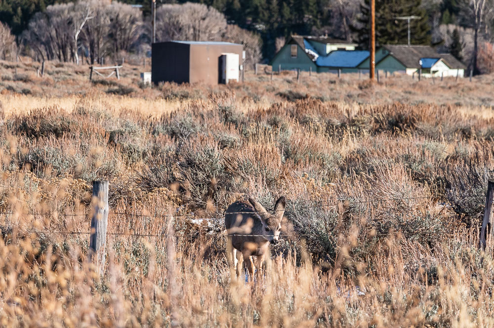 Photographing Wildlife - Roads and Destinations, roadsanddestinations.com