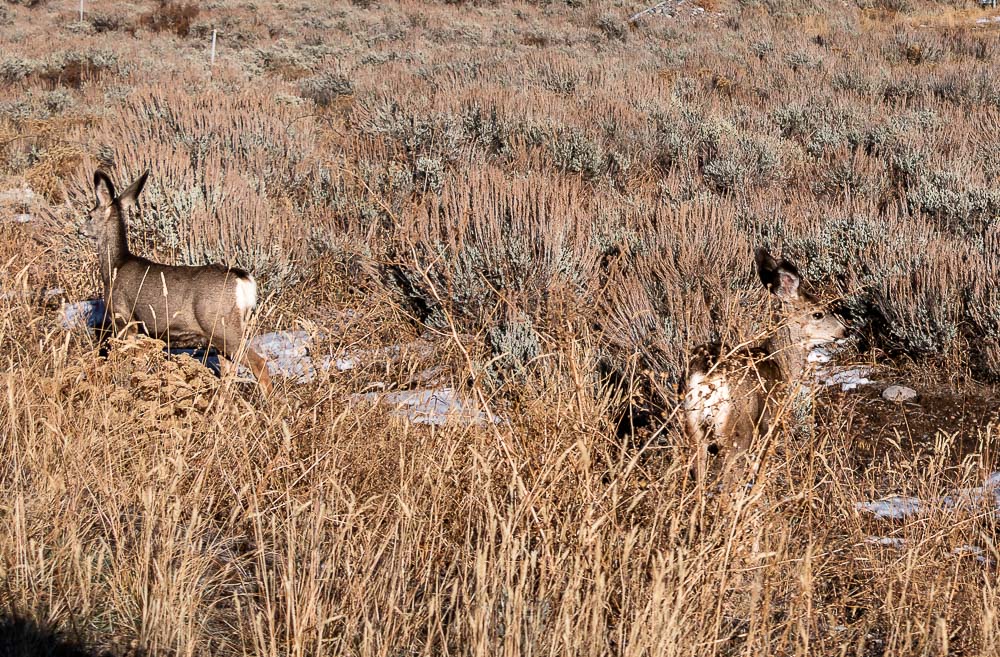 Photographing Wildlife - Roads and Destinations, roadsanddestinations.com