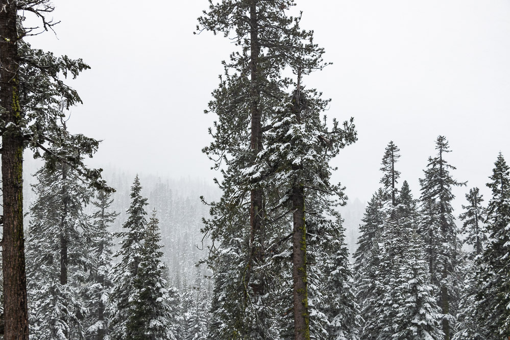Places to find snow in California, Christmas Trees in Eastern Europe - Roads and Destinations, roadsanddestinations.com